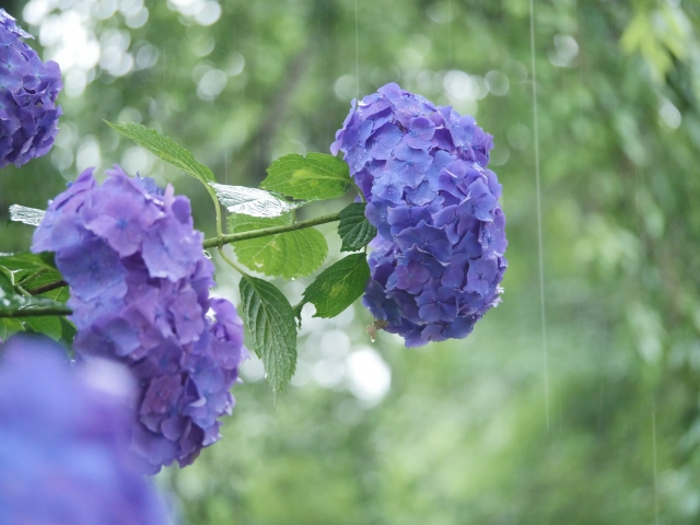 日本の梅雨　雨の日
