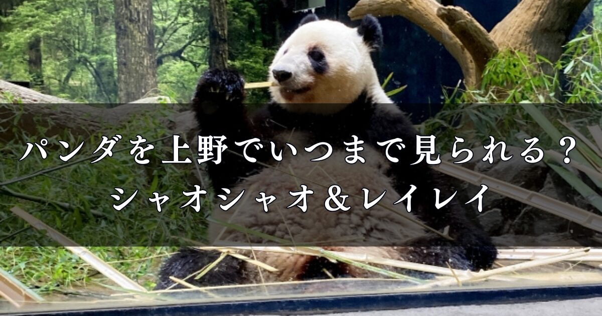 【パンダ】上野でいつまで見られる？気になるシャオシャオ＆レイレイの今とこれから