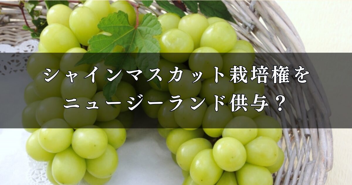 シャインマスカット栽培権をニュージーランド供与？何が問題なの？