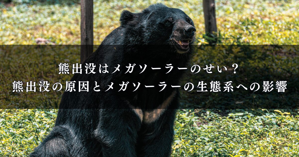 熊出没はメガソーラーのせい?熊出没の原因とメガソーラーの生態系への影響